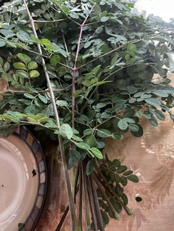Malunggay Vegetable leaf