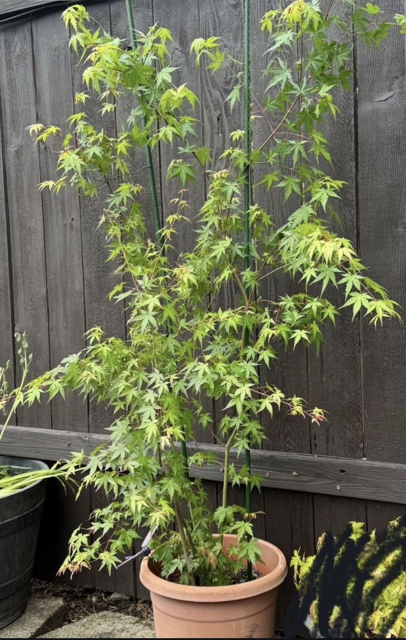 5’ Japanese Maple Tree