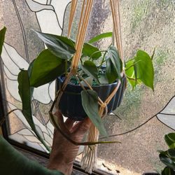 Heartleaf  Philodendron In 8in Wide Ceramic Pot With Macrame Hanger