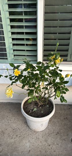 Beautiful Yellow Rose Plant + Pot