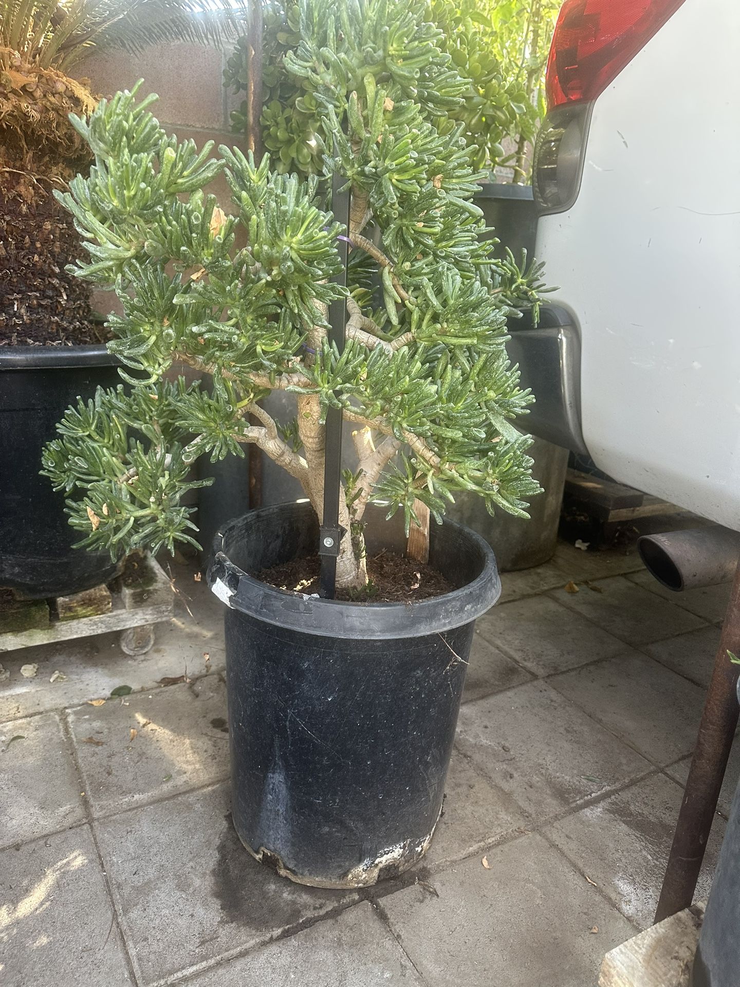 Plant For Sale