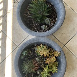 Two big pots of succulents