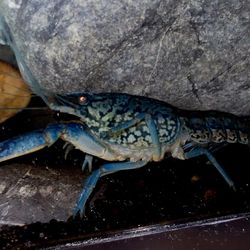 Marbled Blue  Creyfish For Sale.