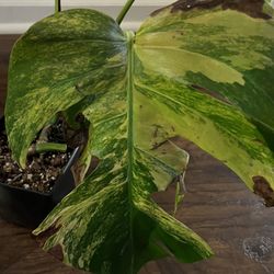 Variegated Monstera Aurea One Leaf Cutting (pls Read Description Below)