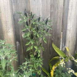Plantas Grandes Dé Chile Negro Disponibles  10 