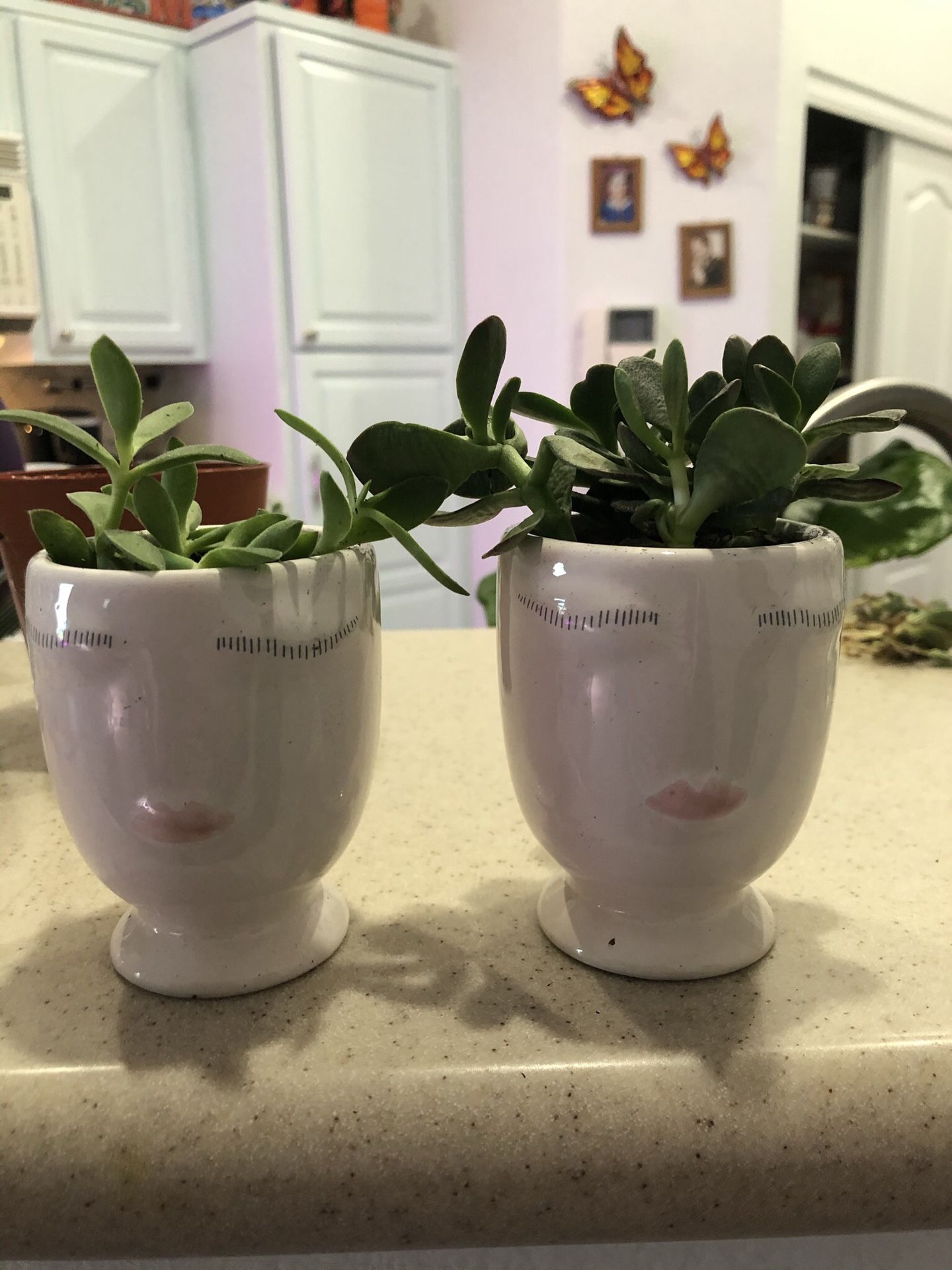 Ceramic head pots w succulent