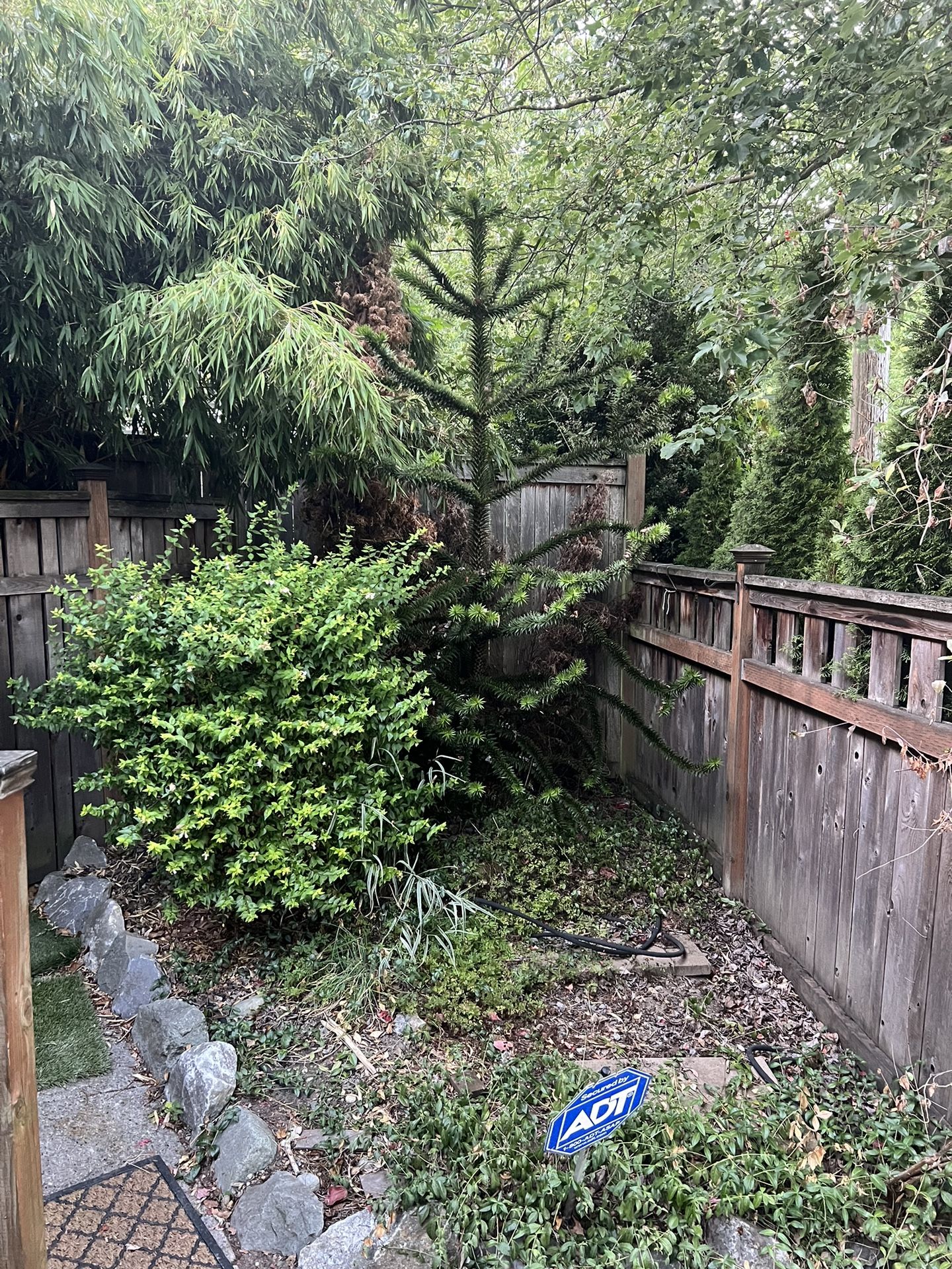 Monkey Puzzle Tree