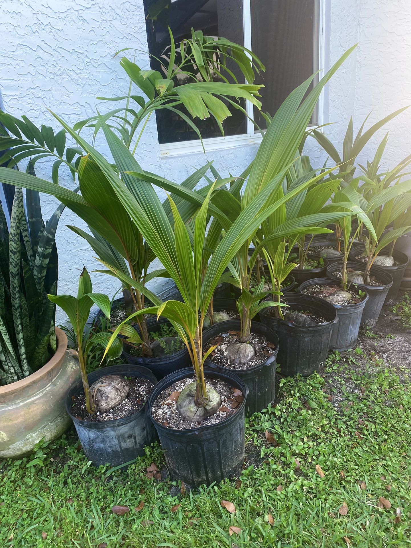 Green Yellow and Gold Malayan Dwarf Coconut Palm Trees