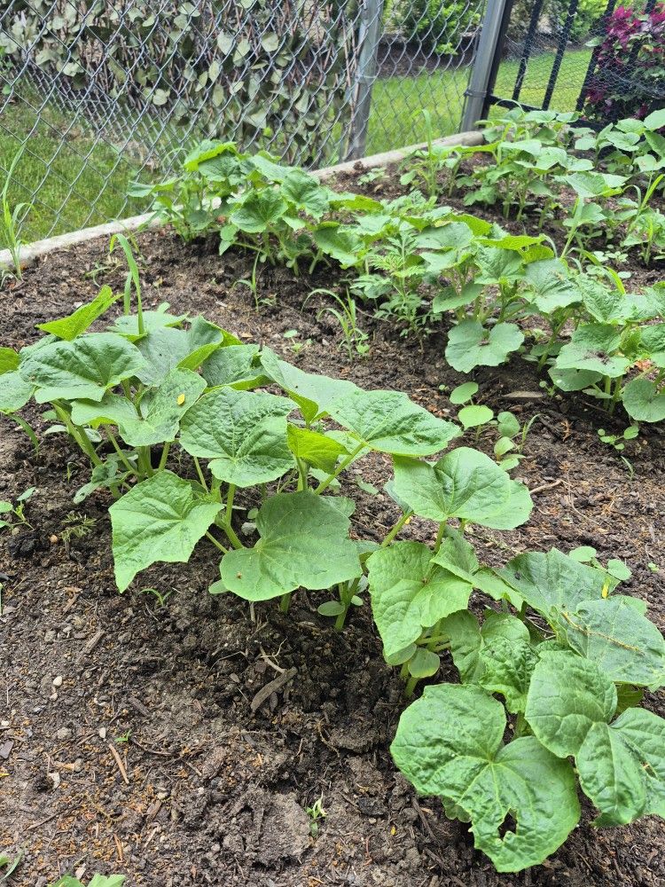 Pickles Plants, Each Plant $1