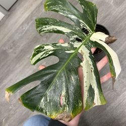 Monstera Albo Cutting