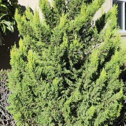 Lemon Spruce Tree