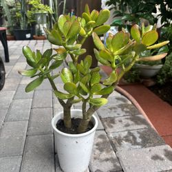 Jade Plant