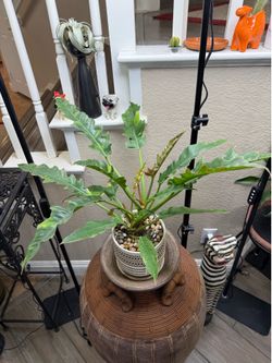 Live Philodendron Ring of Fire Plant with Ceramic pot (Please Read Full Description)