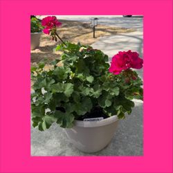 Geraniums  3 Gal Pots / Geranios 
