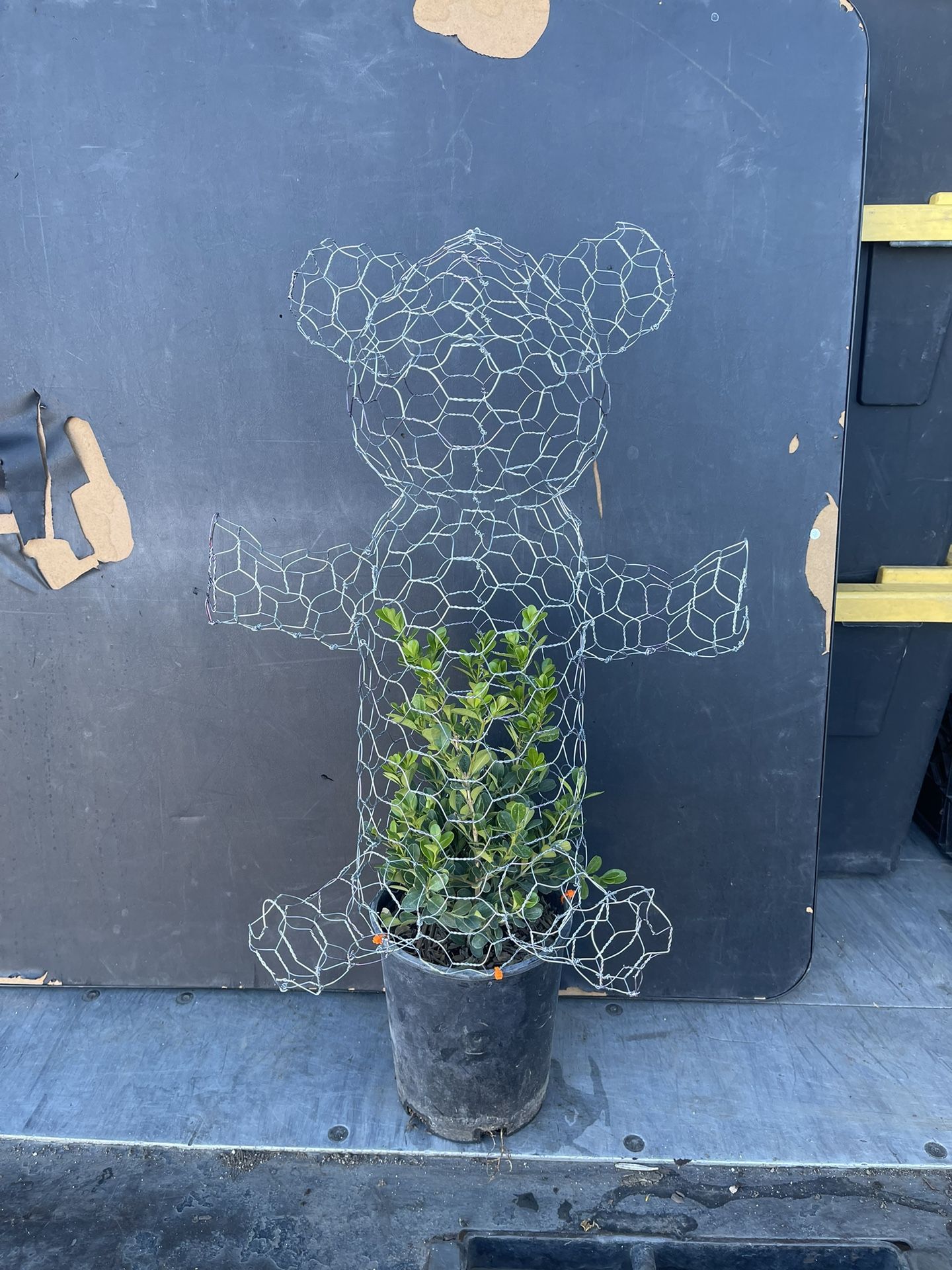 Teddy Bear Topiary With Plant 