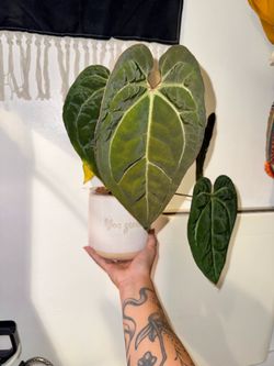 Anthurium Bs x Portillae Hybrid
