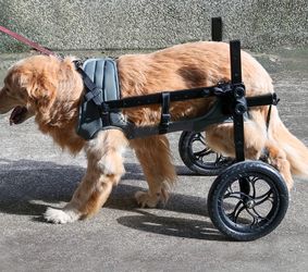 Dog wheelchair size XXL for dogs 55-88lbs new