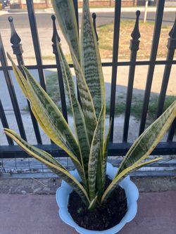 Lengua de Suegra plant