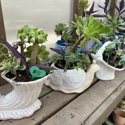 Lots Of Succulent Planters