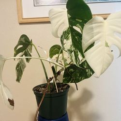 Monstera Albo Established Plant