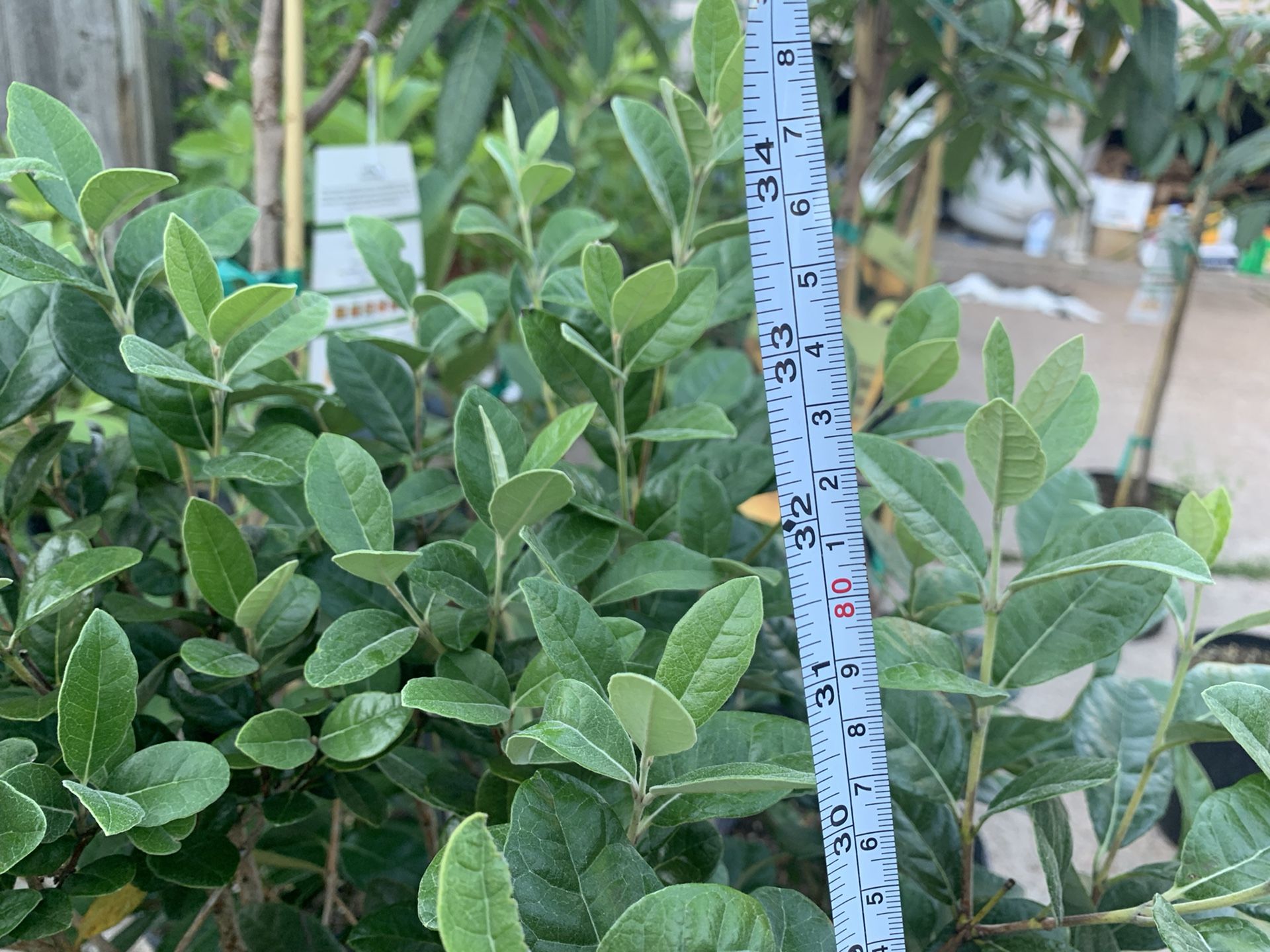 Pineapple Guava Tree for Sale in Stafford, TX OfferUp