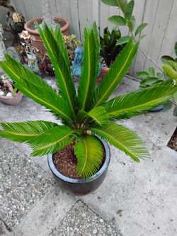 15-Year-Old Mature 4ft Sago Palm in Premium 18" Glazed Pot