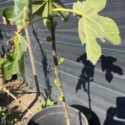 Planta De Higo Morado