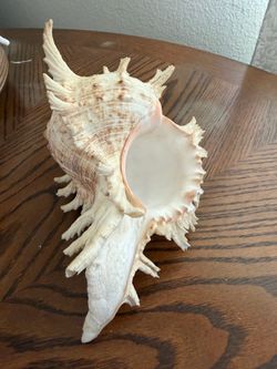 Large Natural Murex Sea Shell – Spiky Ocean Seashell – Coastal Home Decor