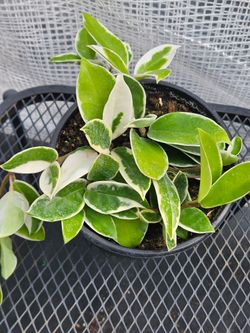 Hoya carnosa