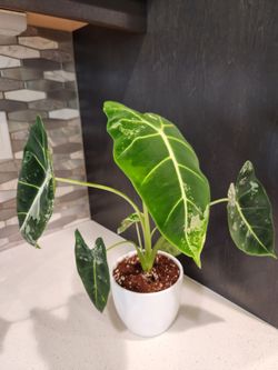 4.7" Alocasia Frydek Variegated Live Plant