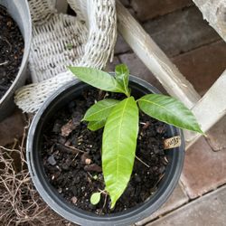 2 Mango Organic Trees . $10 Each. Grown From Seeds 