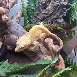 Reptile And Exotic Rescue 