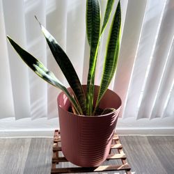 Snake Plant 