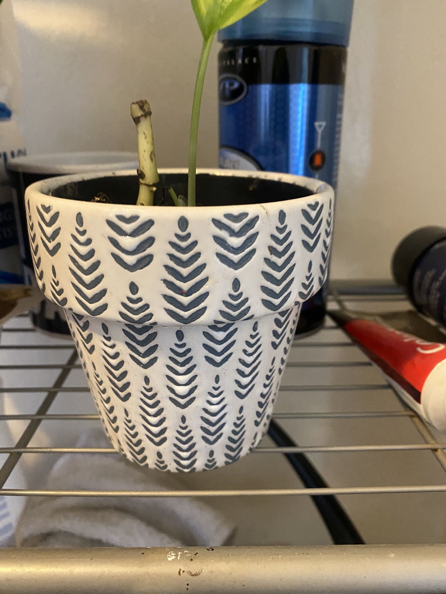 Plants Pots Clay Ceramic