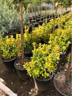 Yellow golden euonymus 5 gal