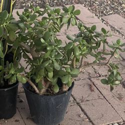 Jade
