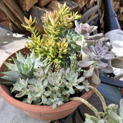 Very Nice  Succulent  pot  
