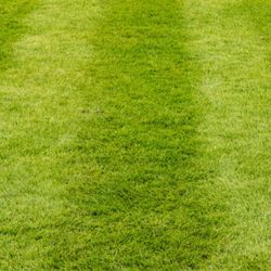 Anyone Want Or Need Grass Cut 