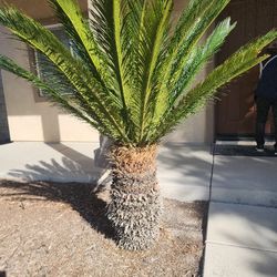Sago Palm