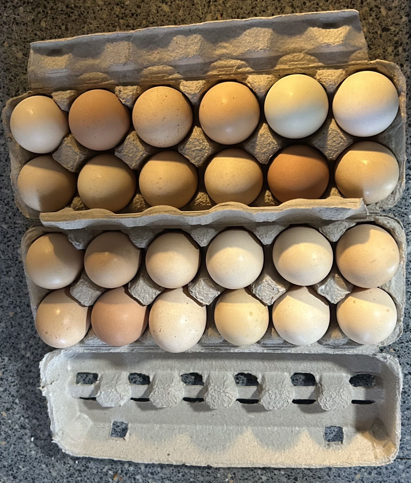 Huevos Organicos - Organic Eggs