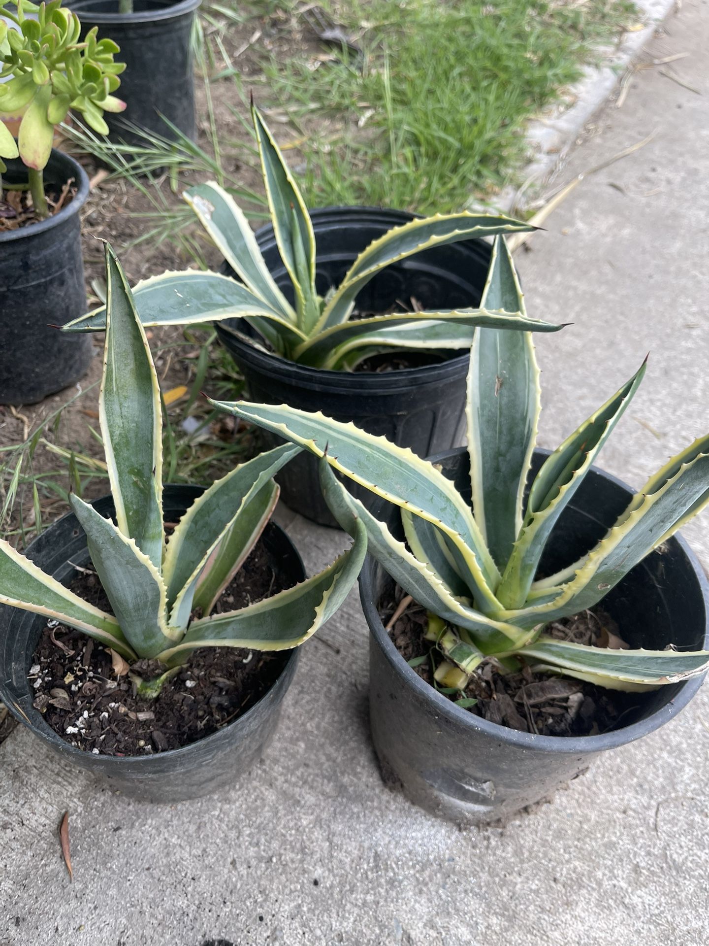 Agave Plant