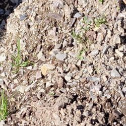 Landscaping Stone And Branches Crisp Apple And ASIAN , AMERICAN PEARS READY TO PLANT MUST TAKE ALL