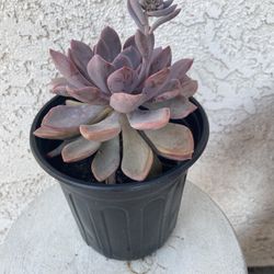 1 Gallon Pot Succulent Plant - Graptopetalum Amethystinum - Jewel Leaf Plant - Rooted & Established - Drought Resistant - 🪴