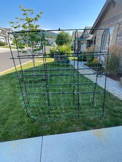 Pea trellis/tunnel