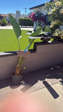 Paradise plant ready to be planted!also a fan  it works! Very good condition!