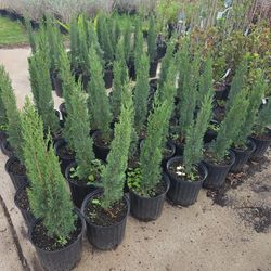 Italian Cypress Pines 3gallon