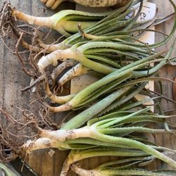 Aloe Vera Plants 