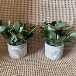 Plants set of 2
