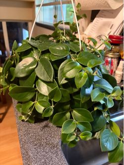 Large lipstick plant