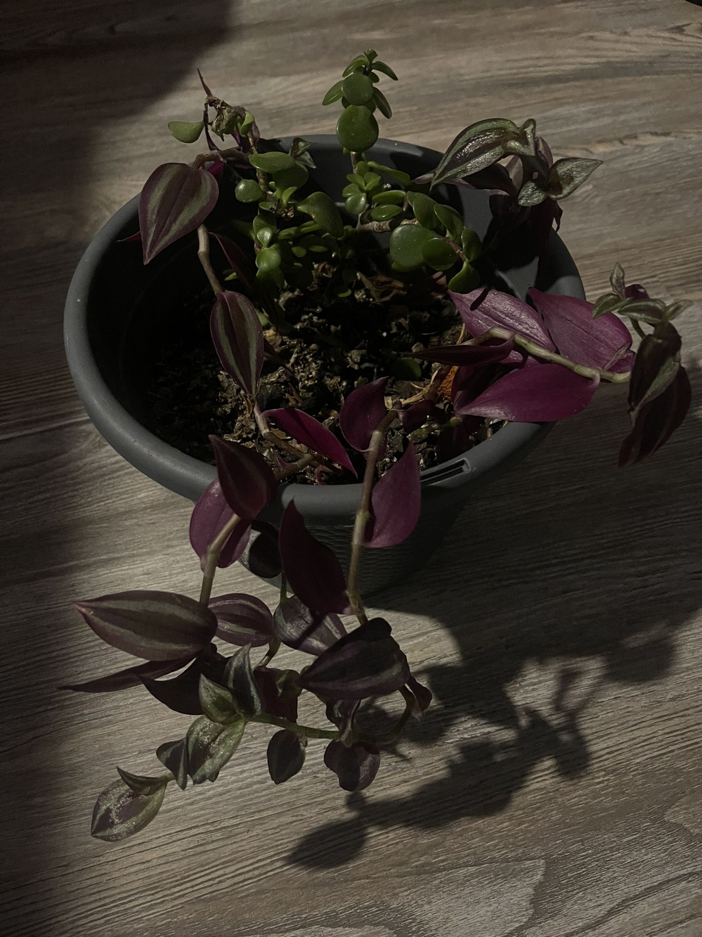 Two Plants In 1 Pot